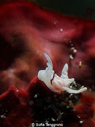 Goniodoridella sp. by Sofia Tenggrono 